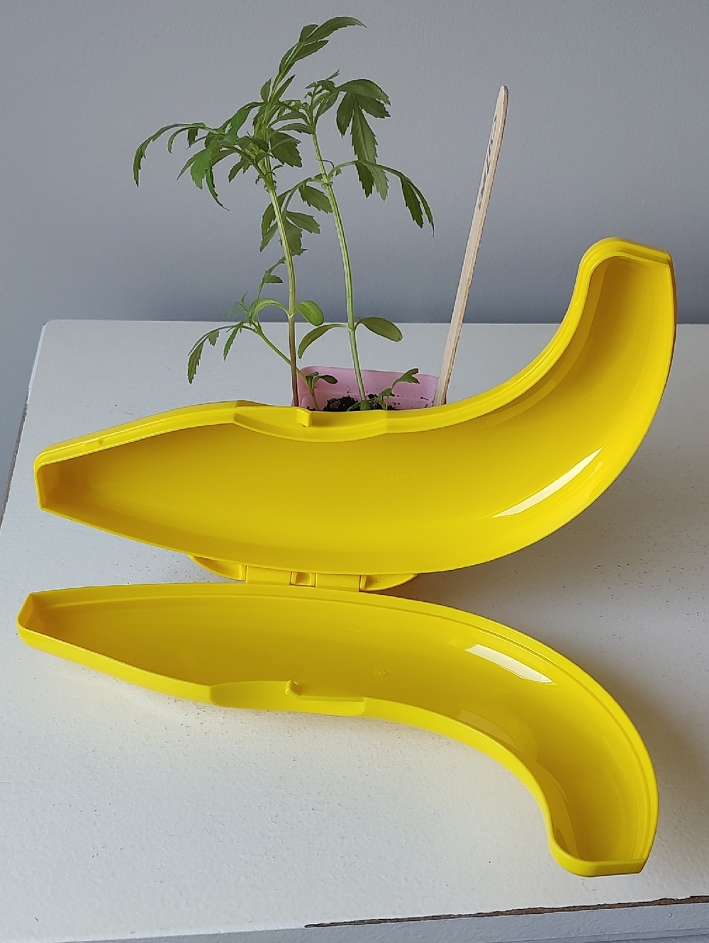 Tupperware Banana Keeper - Picture 5 of 5